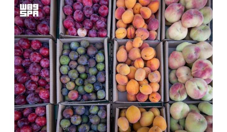 Taif's Fruit Season Boosts Agritourism