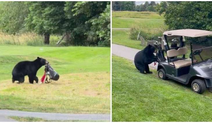 Bear Steals Golfer’s bag during round at Canadian Golf Course