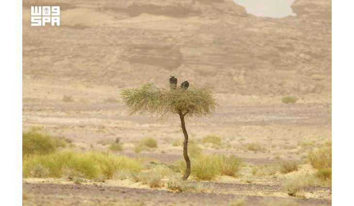 Royal Commission for AlUla, KAUST Launch Specialist Lappet-Faced Vulture Tracking Program