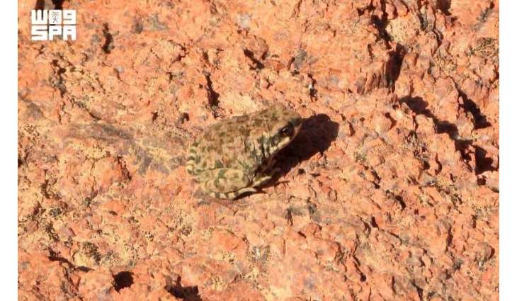King Salman Royal Reserve Documents Rare Arabian Toad Behavior