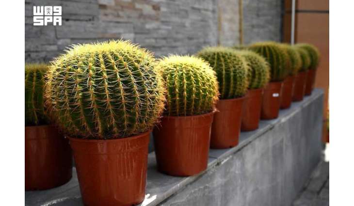 Beyond Aesthetics: Experts Highlight Major Health, Environmental Benefits of Indoor Plants