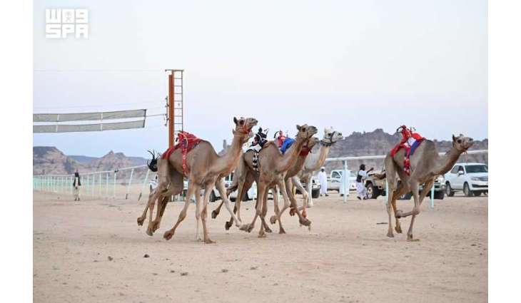 AlUla Hosts Summer Camel Races