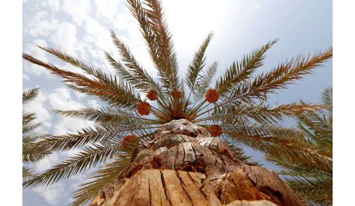 Abu Dhabi Heritage Authority launches new date palm varieties inventory