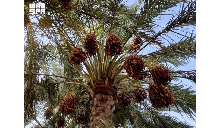 بطاقة تتجاوز 90 ألف طن سنويًّا.. محافظة الخرج من أبرز مصادر إنتاج التمور في المملكة
