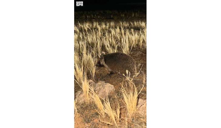 Desert Hedgehog Sighted at Multiple Locations in Imam Turki bin Abdullah Royal Reserve