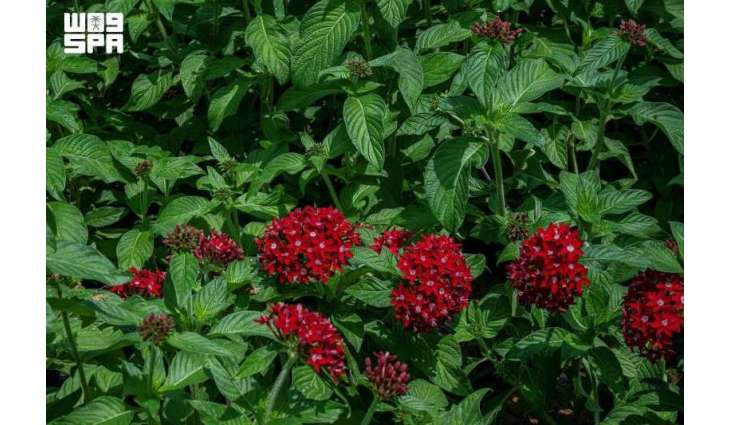 Aromatic Plants Add Natural Beauty to Home Gardens in Najran