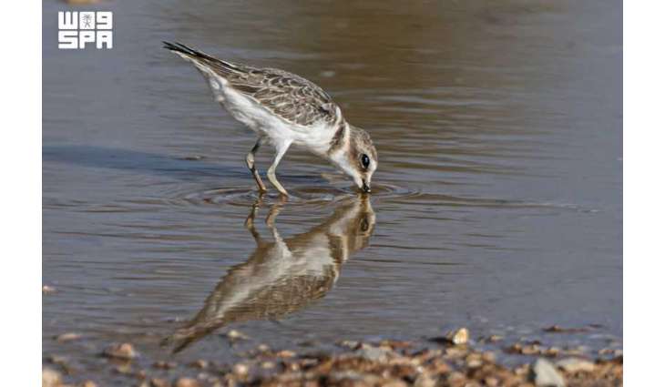 Greater Sand Plover Highlights Migratory Bird Diversity in Northern Borders Region