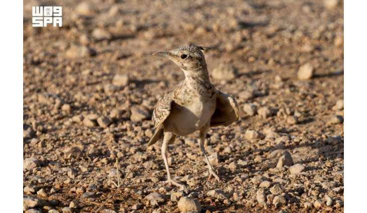 Crested Lark: Desert Bird Reflects Wildlife Diversity in Northern Borders