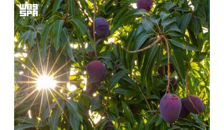 Saudi Reef Boosts Fruit Production to 367,000 Tons, Drives Rural Growth