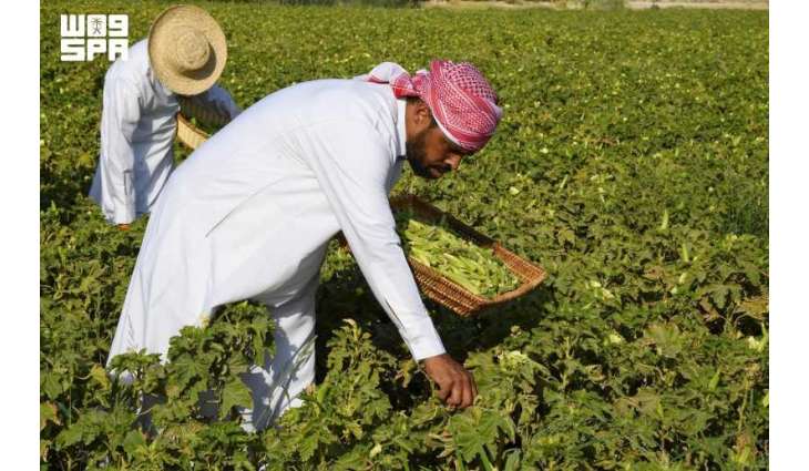 Al-Ahsa Okra Summer Crop Drives High Market Demand