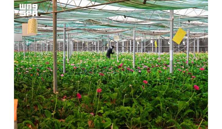 Tabuk Supplies 33 Million Flowers Annually to Saudi Markets