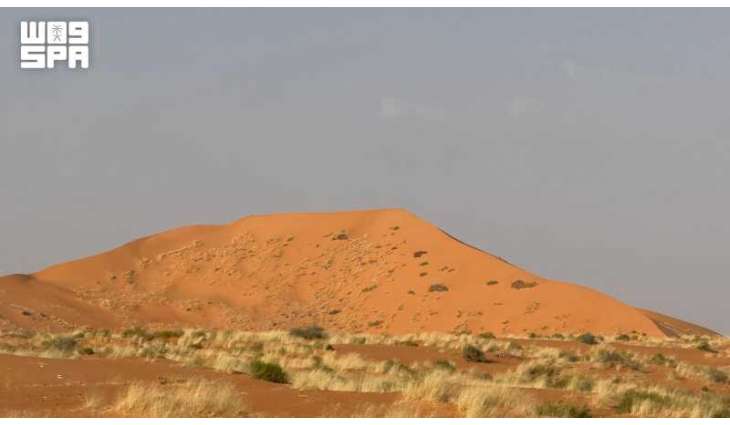 Native Grass Blankets Desert Dunes, Enhances Vegetation Cover