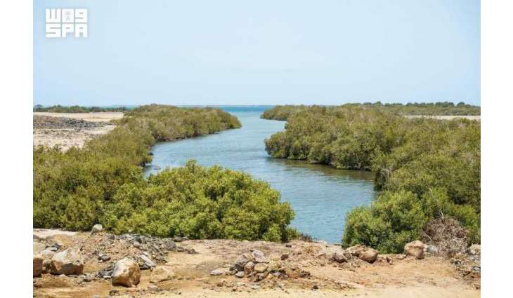 NCW Marks International Mangrove Conservation Day, Highlights Role of Coastal Ecosystems