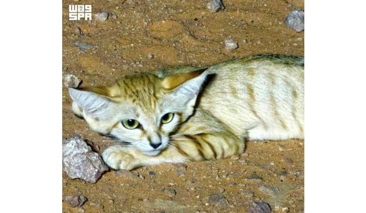 Imam Turki Royal Reserve Provides Safe Haven for Sand Cat Population