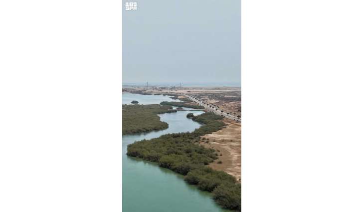 Over 23 Million Mangrove Trees Strengthen Coastal Sustainability in Jazan