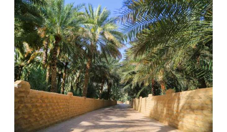 بلدية مدينة العين تنفذ برامج متكاملة لحماية النخيل وصون الأفلاج التاريخية بالواحات
