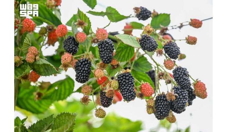 Hail Region Agricultural Sector Grows with Modern Irrigation, Diverse Crops