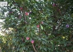 Tabuk’s 1.4 Million Almond Trees Anchor Rich Seasonal Fruit Harvest